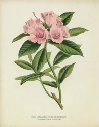 The Ciliated Rhododendron